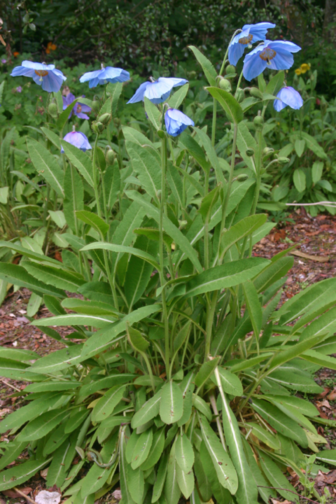 Clump of <i>Meconopsis</i> 'Louise' showing brittle stems with long-petioled leaves.